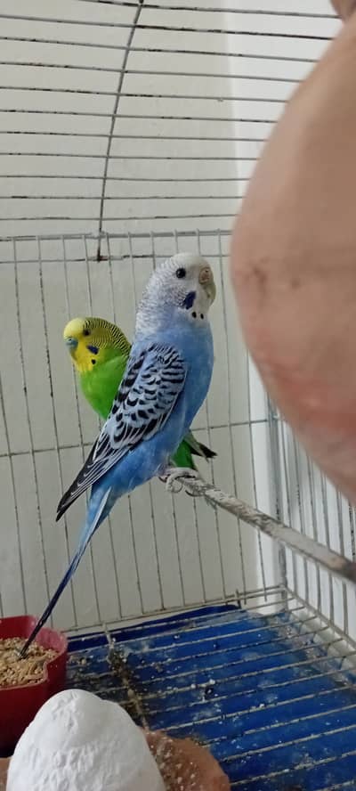 I want to sell my parrots My WhatsApp number 03315155676