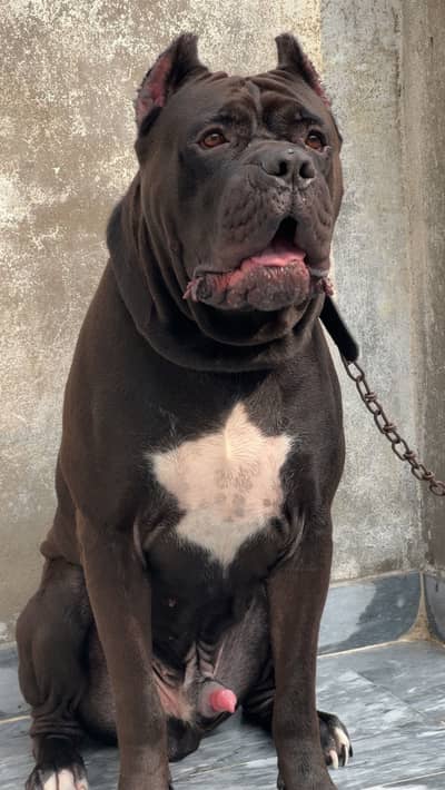 Cane corso confirm stud available