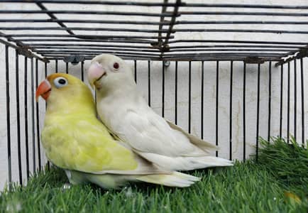 Breeder pair parblue pasteleno into albino red eye