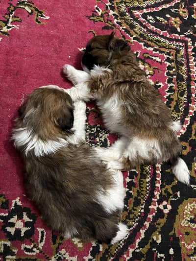 Shihtzu 12 month old healthy active pair