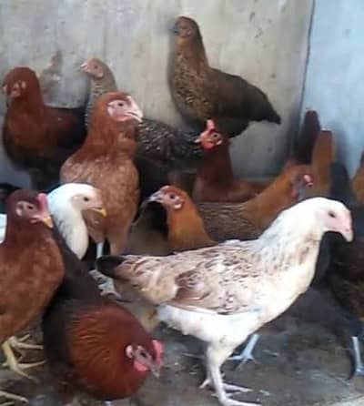 addy wali murgi for sale