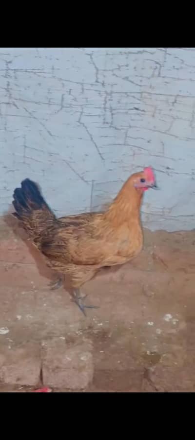 16 madia handy da rahi ha ando wali murgi ha