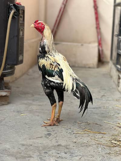 long hight quality bird