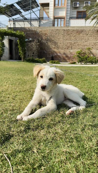 White German shepherd puppy