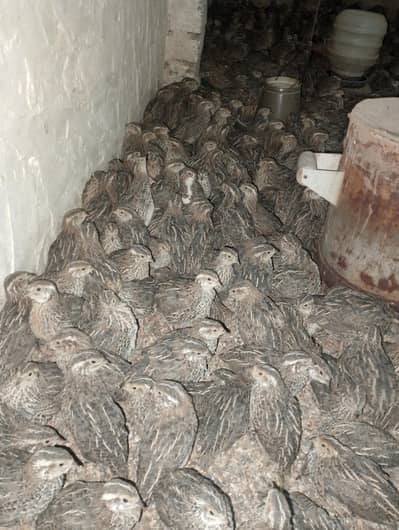 bater 1 month  140 gram weight