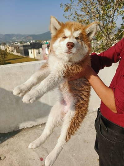 husky puppies