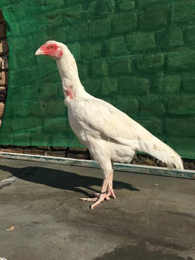 Heera madi reasonable