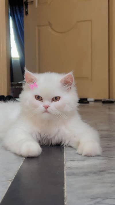 He’s 1 year old male Persian cat