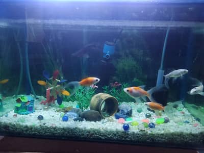 Aquarium Fish tank