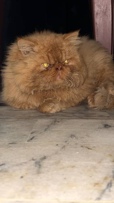 Peke male cat for stud