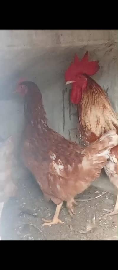 lohman brown/austrolop/desi hens (03047369155)