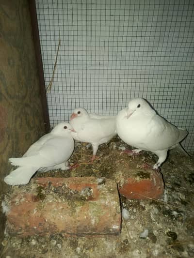Gubara pigeonz  pair