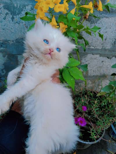 pure Persian kitten for sale