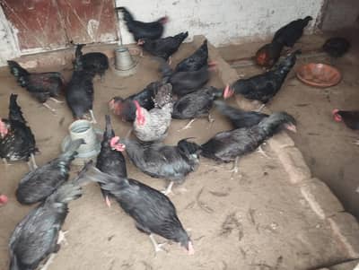 Asterlop Male for sale