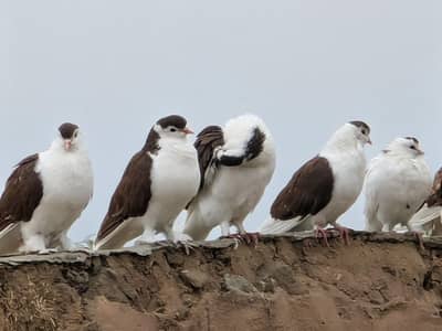 sherazi 800 per piece