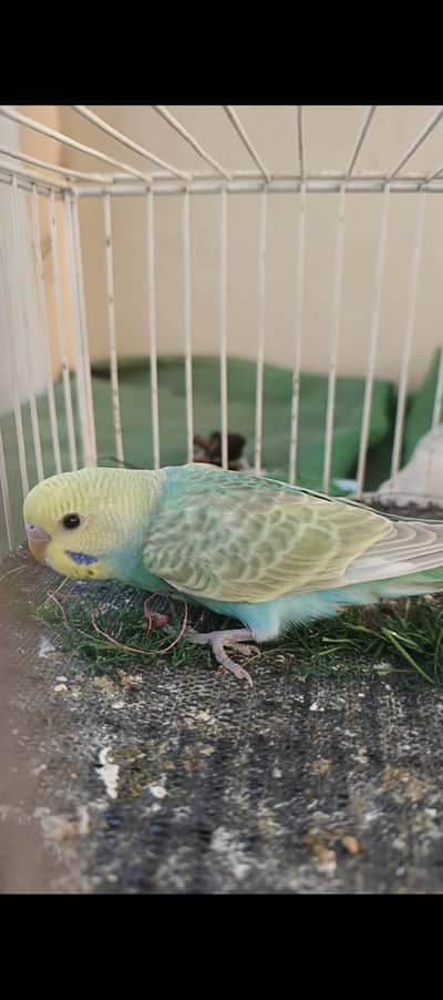 budgie phatte