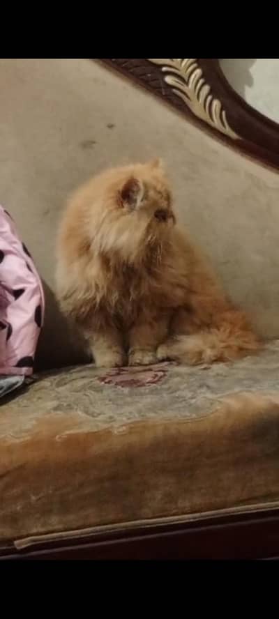 peki piki peky cat kitten