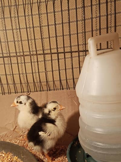 pakoye chicks for sale