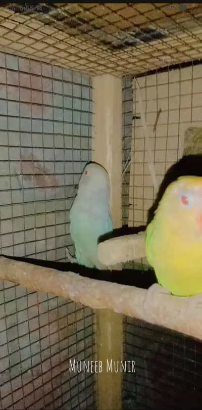 red eyes albino and decino pair of love birds