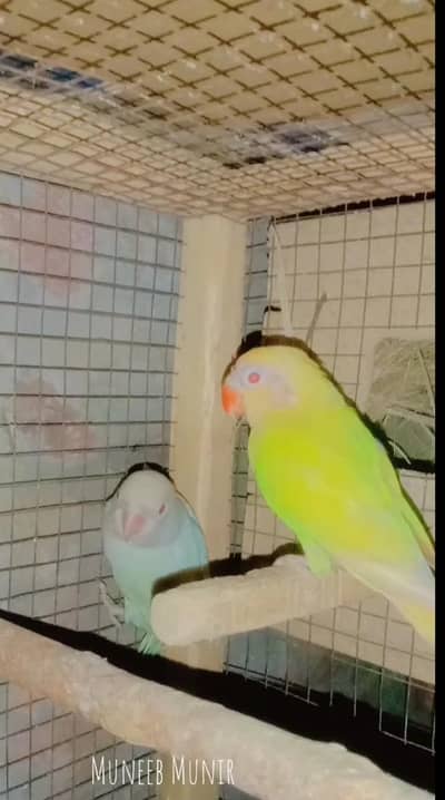 Albino and Decino love birds red diamond doves ,red eyes cocktail