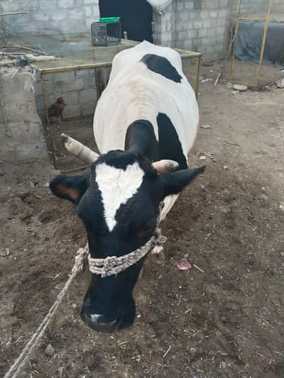 گایے ولایتی نسل