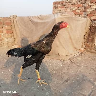 peele nok nali back colour