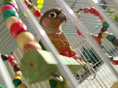 Green Checked concure tamed male