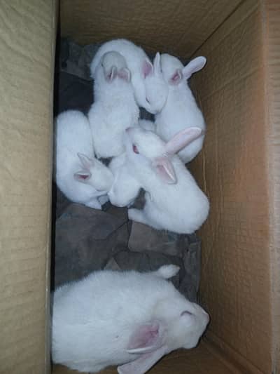 white rabbits for sale