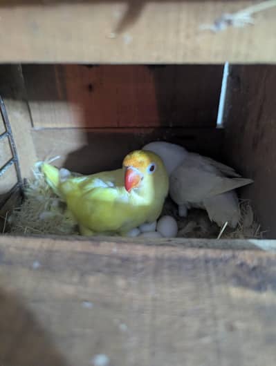 cermino to albino with eggs