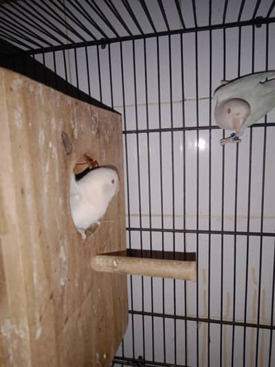 breeder paired albino red eyes