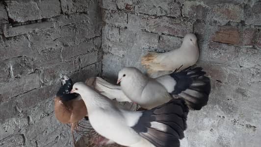 lucky piegons male 03094196420