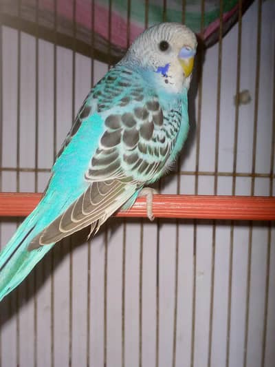 3 adult males for sell in best quality