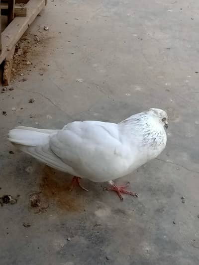 highfly male for sale