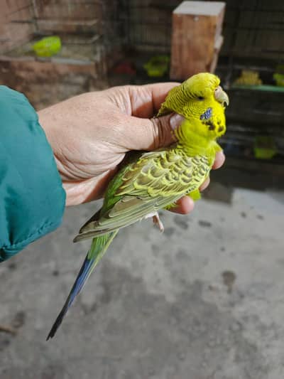 under exhibition/blue  breeder female