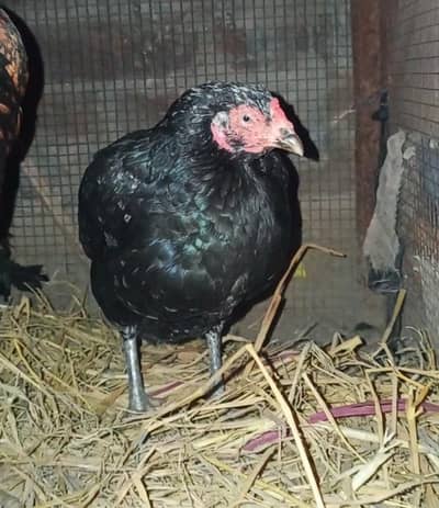 All aseel birds for sale in reasonable price 0308-9179667