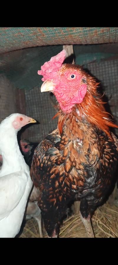 All aseel birds for sale in reasonable price 0308-9179667