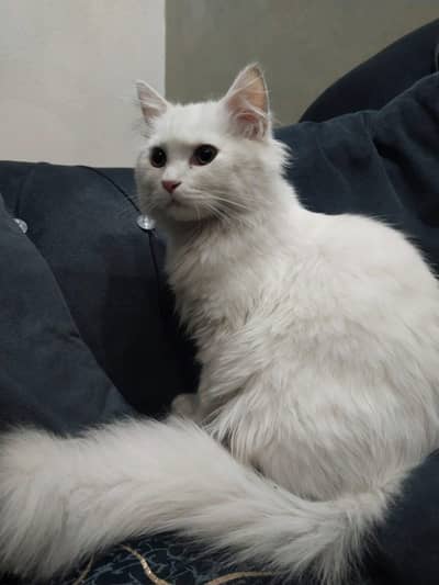 white Persian cat