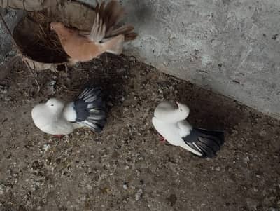 lucky piegons male available 03094196420