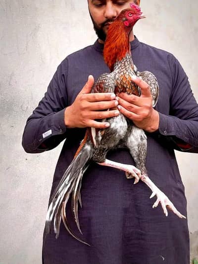 gureented phatha ‍