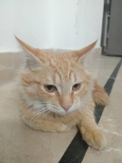 CUTE PERSIAN CAT BABY FOR SALR