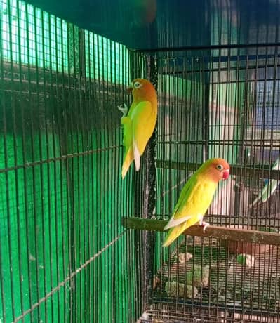 Lotino Parsanata breader pair