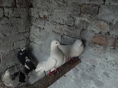 Black tail | Brown | lucky available 03094196420