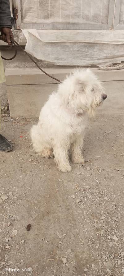 Beautiful Poodle Female