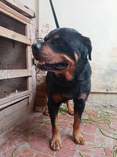Rottweiler ha Bhai buht zabar dast cheeze ha