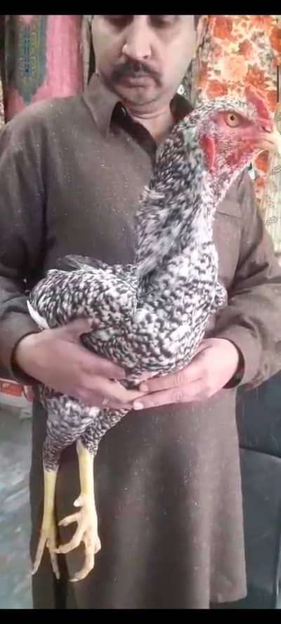 Coco Japanies Shamo long heighted ready to breed pair