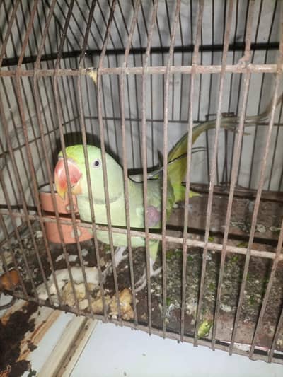 Raw Parrot Male 15000
