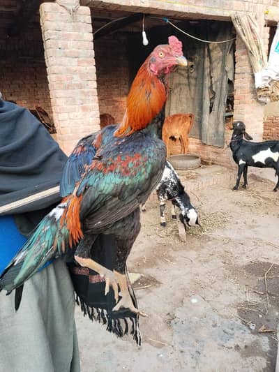 Lakha kala nawab aseel patha guaranted