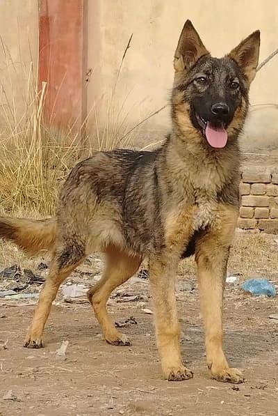 pure bagyari female best security guard healthy and active