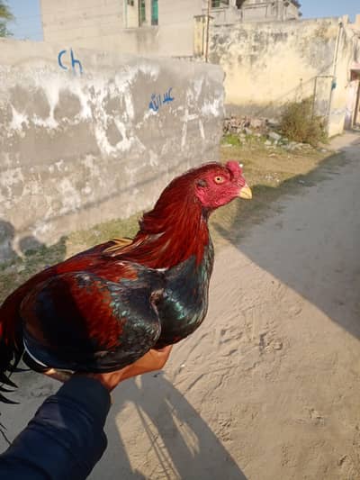 aseel murga for sale