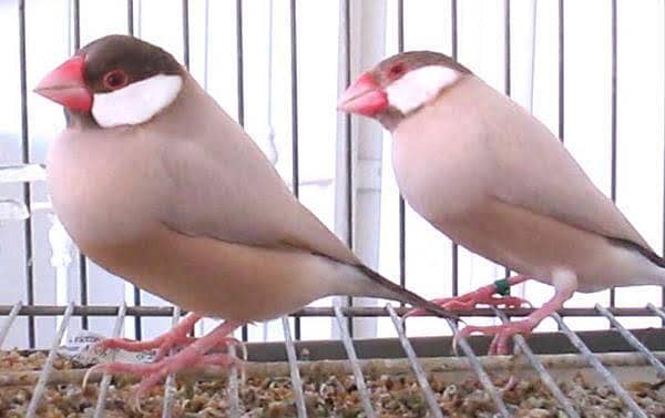 Fawn java breeder pair with 2 chicks 1